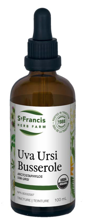 Uva Ursi Image