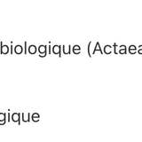 Actée à grappes noires image 2