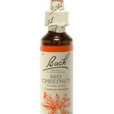 Red Chestnut - Marronier Rouge image 1