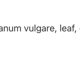 Oregano/Origan 1:1 image 3
